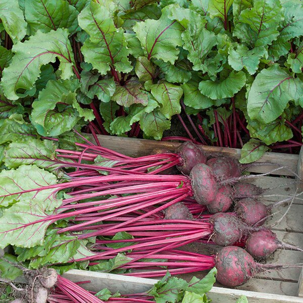 Early Wonder Beets